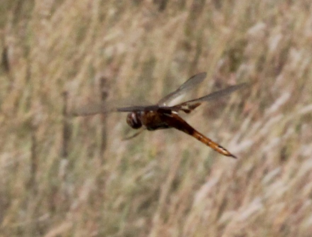 Ein Drachenflieger mit ausgebreiteten Flügeln, der über ein Feld mit hohem Gras fliegt.