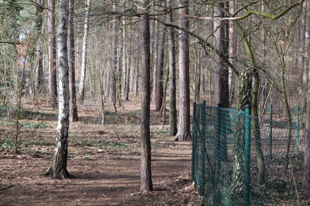 Ein gewundener Pfad durch einen dichten Wald mit hohen Bäumen und einem grünen Zaun auf der rechten Seite.
