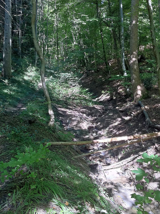 Ein gewundener Pfad durch einen schattigen, holzigen Bereich mit hohen Bäumen und leuchtenden Pflanzen, mit Text unten.