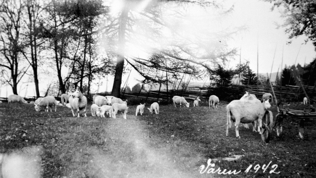 Eine Herde Schafe auf einer grünen Wiese, mit einem Wagen auf der rechten Seite und Bäumen im Hintergrund, unter einem sichtbaren Himmel.