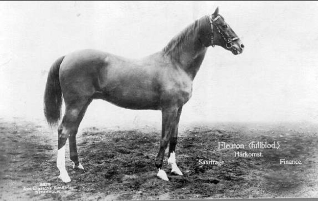 Schwarz-weiß-Foto eines Pferdes, das aufmerksam im Dreck steht, mit wehender Mähne und Schweif.