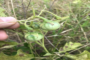 Eine Hand, die einen Bund grüner Tomaten mit sichtbarer Schimmelbefall gegen einen Hintergrund von Pflanzen und Gras h├Ąlt.