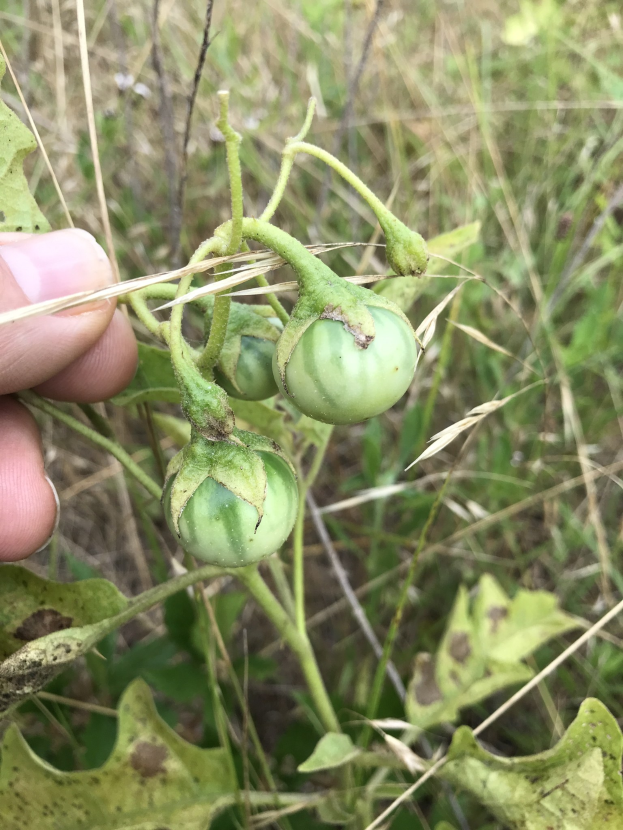 Eine Hand, die einen Bund grüner Tomaten mit sichtbarer Schimmelbefall gegen einen Hintergrund von Pflanzen und Gras h├Ąlt.
